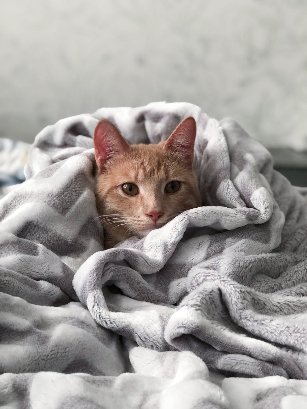 orange tabby cat on gray blanket